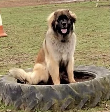 Willow The Dog